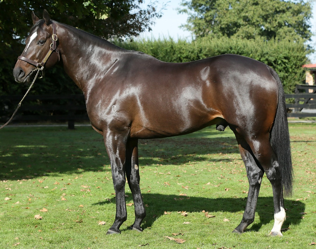 Windsor Park Stud | Horse Breeding | Horse Racing | Cambridge, New