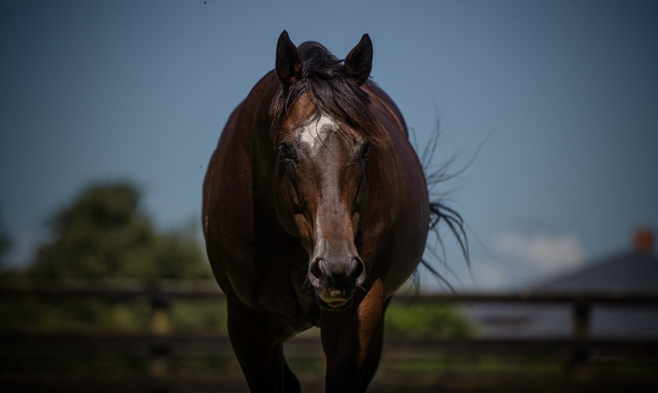 
                        ShamExpress at Windsor Park Stud
                        
                         